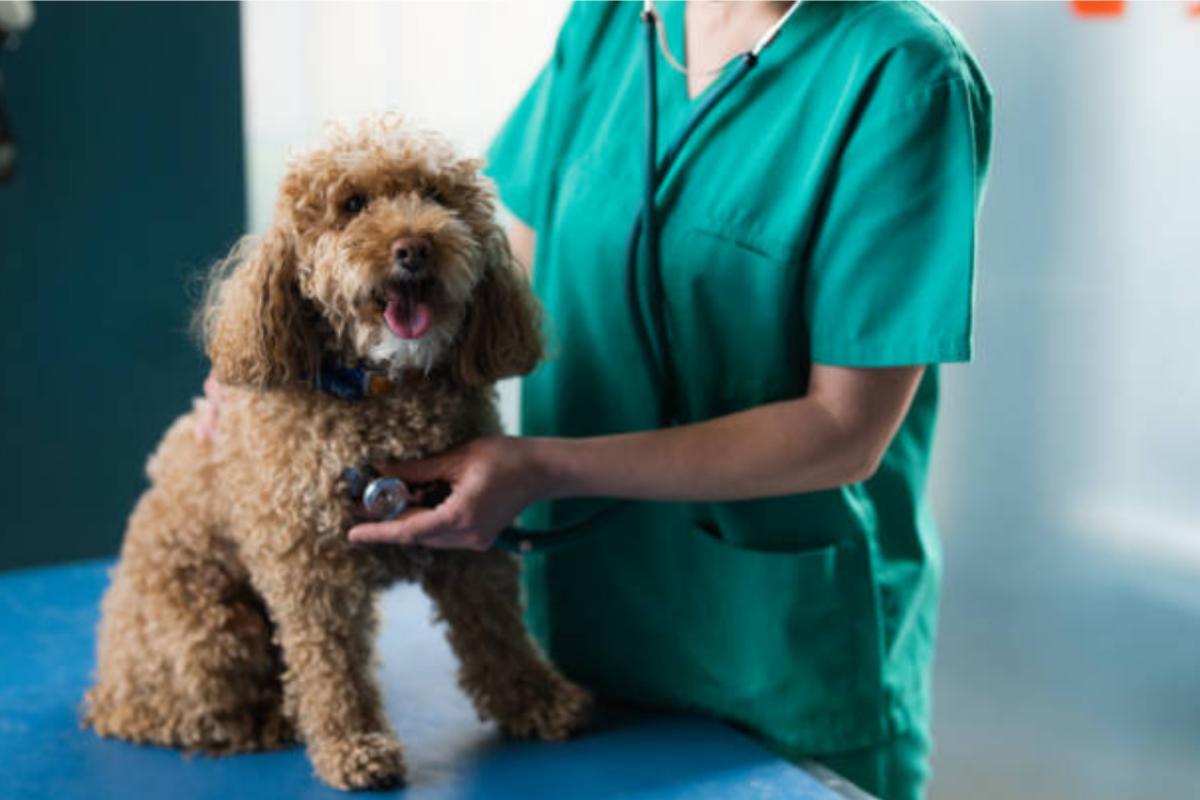 Il cane ha respiro veloce con bocca aperta: cause, rimedi e quando preoccuparsi