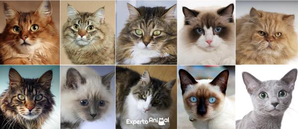 Le 10 razze di gatti più famose al mondo