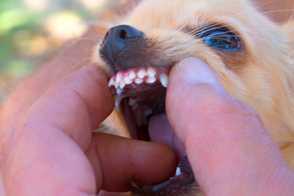 Doppi canini nel cane - Cause e cosa fare