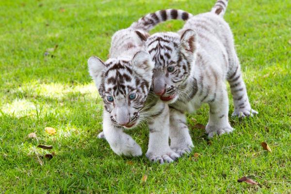Dove vive la tigre bianca? - Dove abita la tigre bianca?