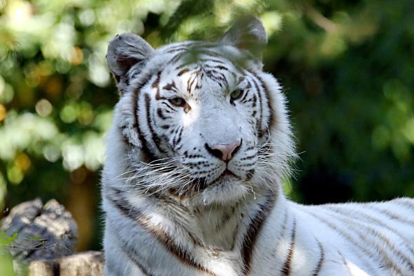 Dove vive la tigre bianca? - Dove vedere la tigre bianca?