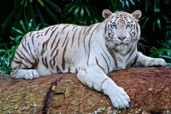 Dove vive la tigre bianca?