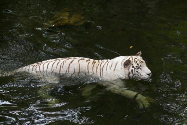 Dove vive la tigre bianca? - Qual è l'habitat della tigre bianca?