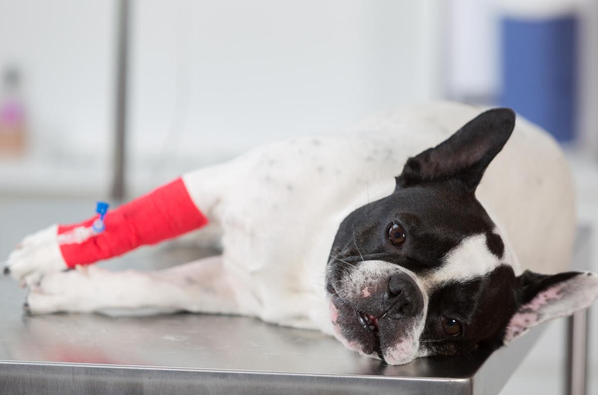 Ipocalcemia nei cani: cause, sintomi e trattamento