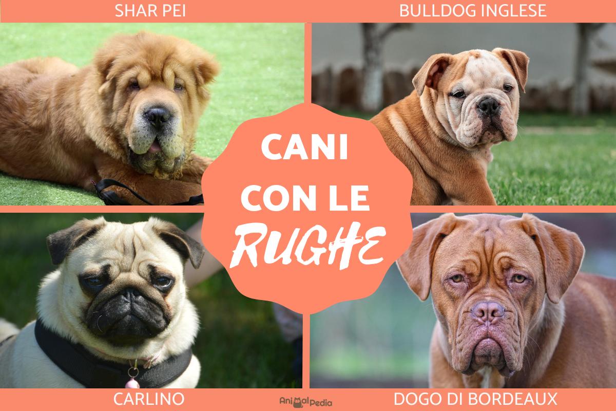 10 razze di cani con le rughe