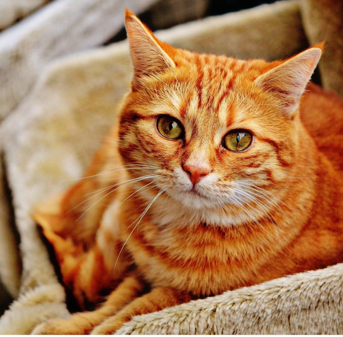Rabbia nei gatti - Sintomi, contagio e cura