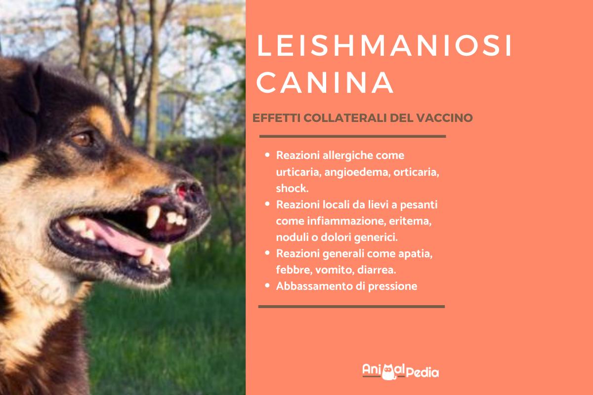 Vaccino contro la leishmaniosi nel cane: pro e contro
