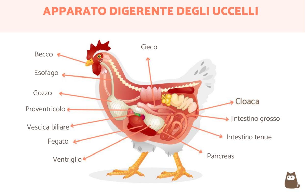 Apparato digerente degli uccelli