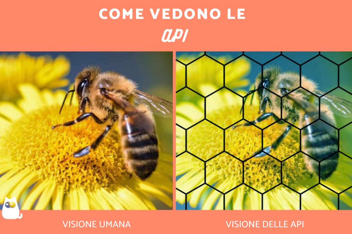 Come vedono le api?