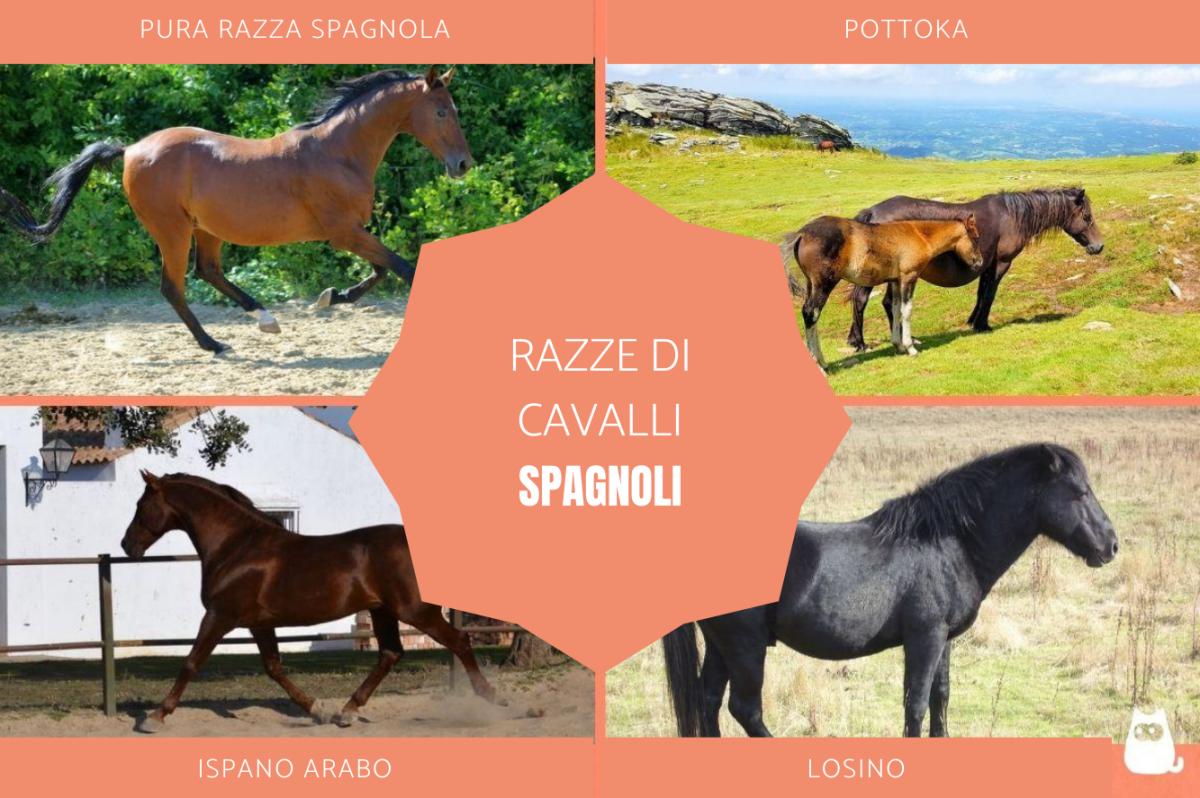 Cavalli spagnoli: Caratteristiche e curiosità