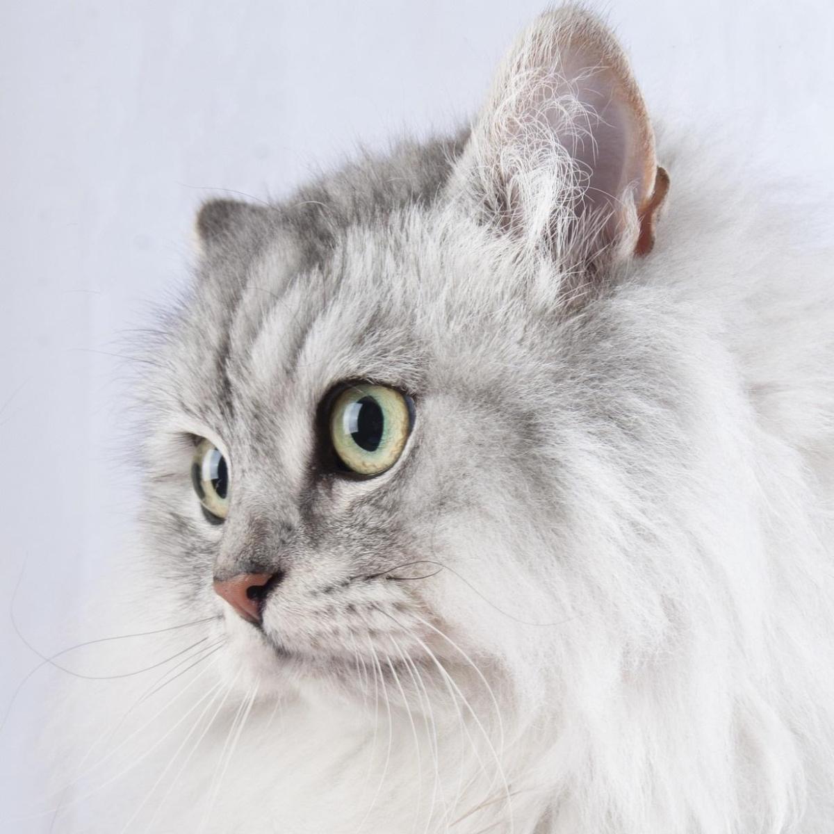 Come eliminare i parassiti dai gatti