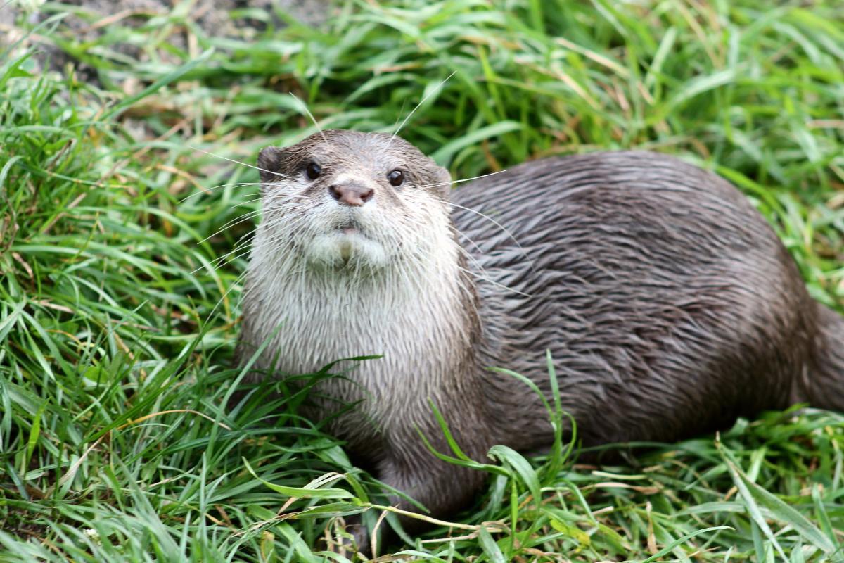 Quanto vive in media una nutria?