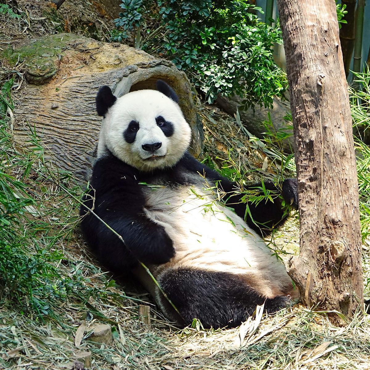Tutto sull'habitat del panda