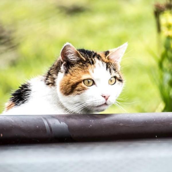 Perché il mio gatto non si fa accarezzare?