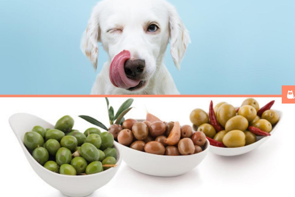 Si possono dare le olive ai cani?