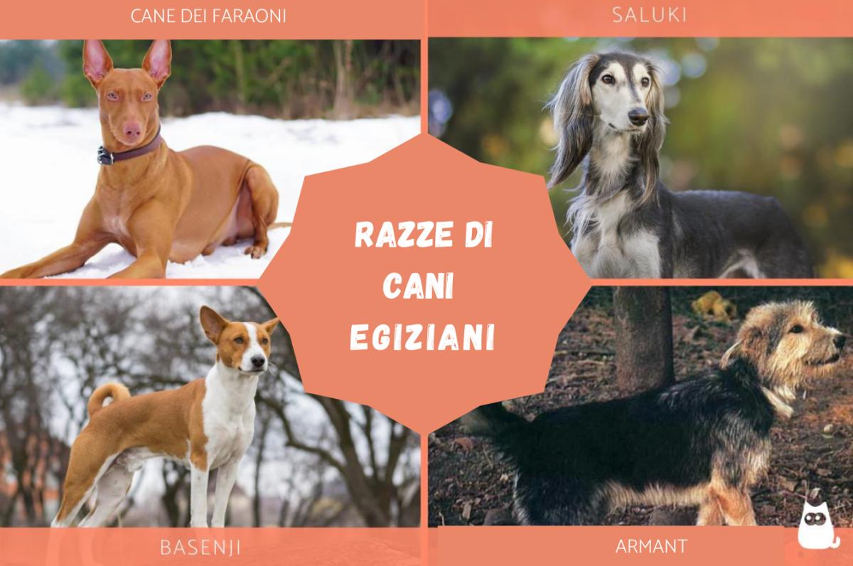 Razze di cani egiziani