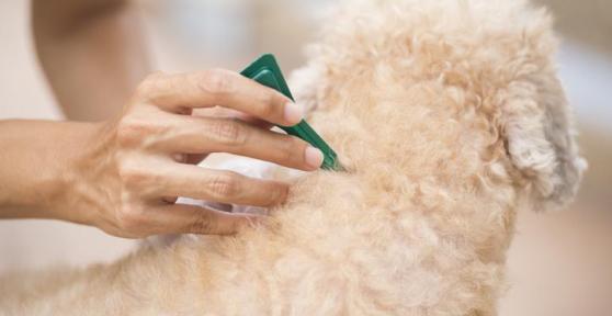 Si può lavare il cane dopo aver messo la pipetta?
