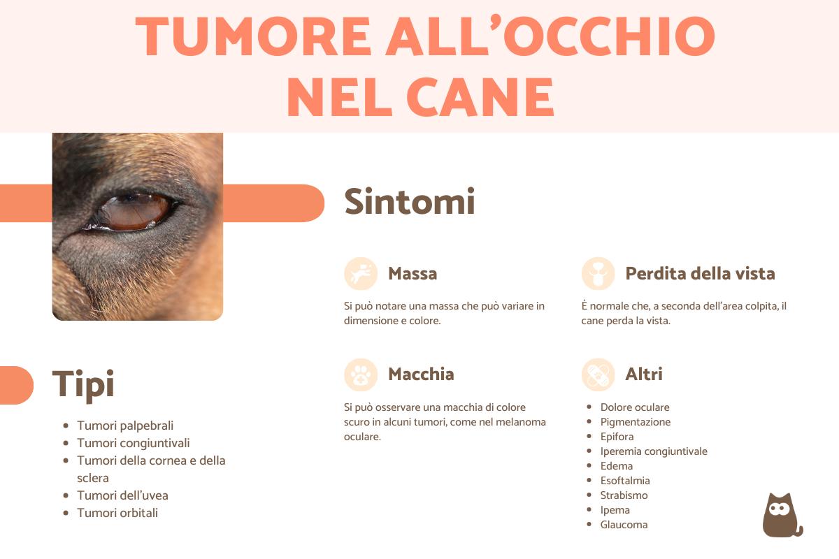Tumore all'occhio nel cane: sintomi, trattamento e sopravvivenza
