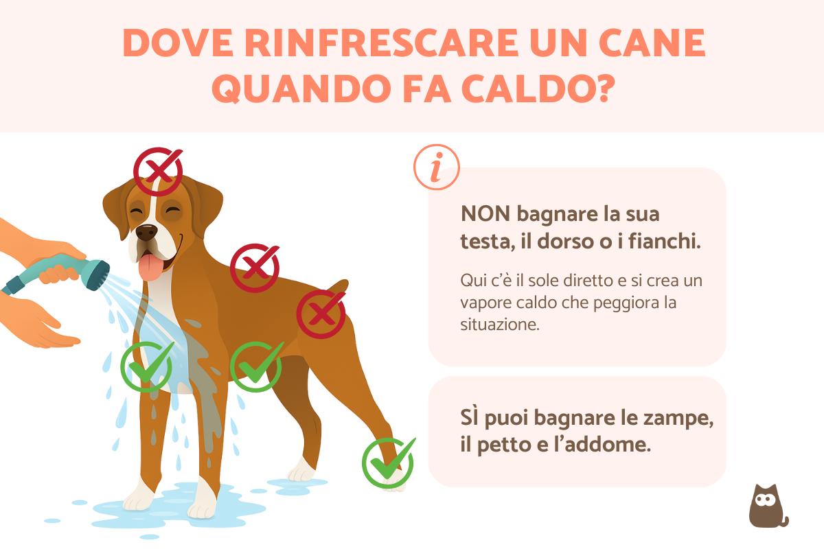 Come rinfrescare il cane quando fa caldo?