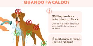Come rinfrescare il cane quando fa caldo?