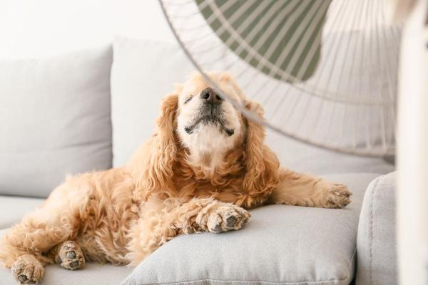 Come rinfrescare il cane quando fa caldo? - Come rinfrescare un cane in casa?