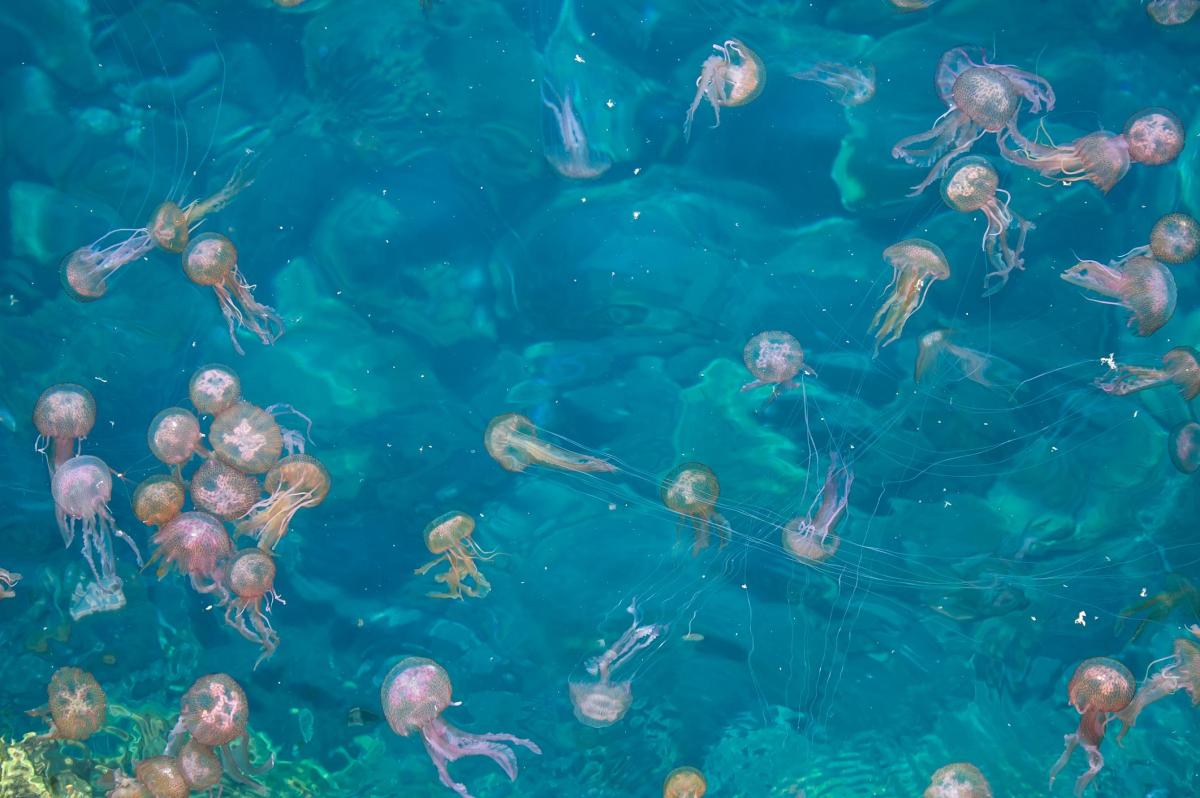 Dove vivono le meduse?
