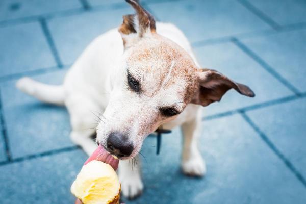 Come rinfrescare il cane quando fa caldo? - Quali cibi freddi posso dare al mio cane per rinfrescarlo?