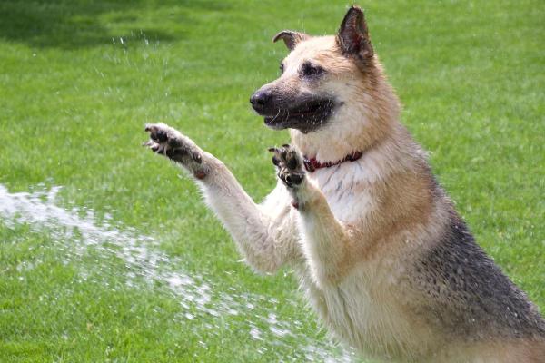 Come rinfrescare il cane quando fa caldo? - Si possono bagnare i cani quando fa caldo?