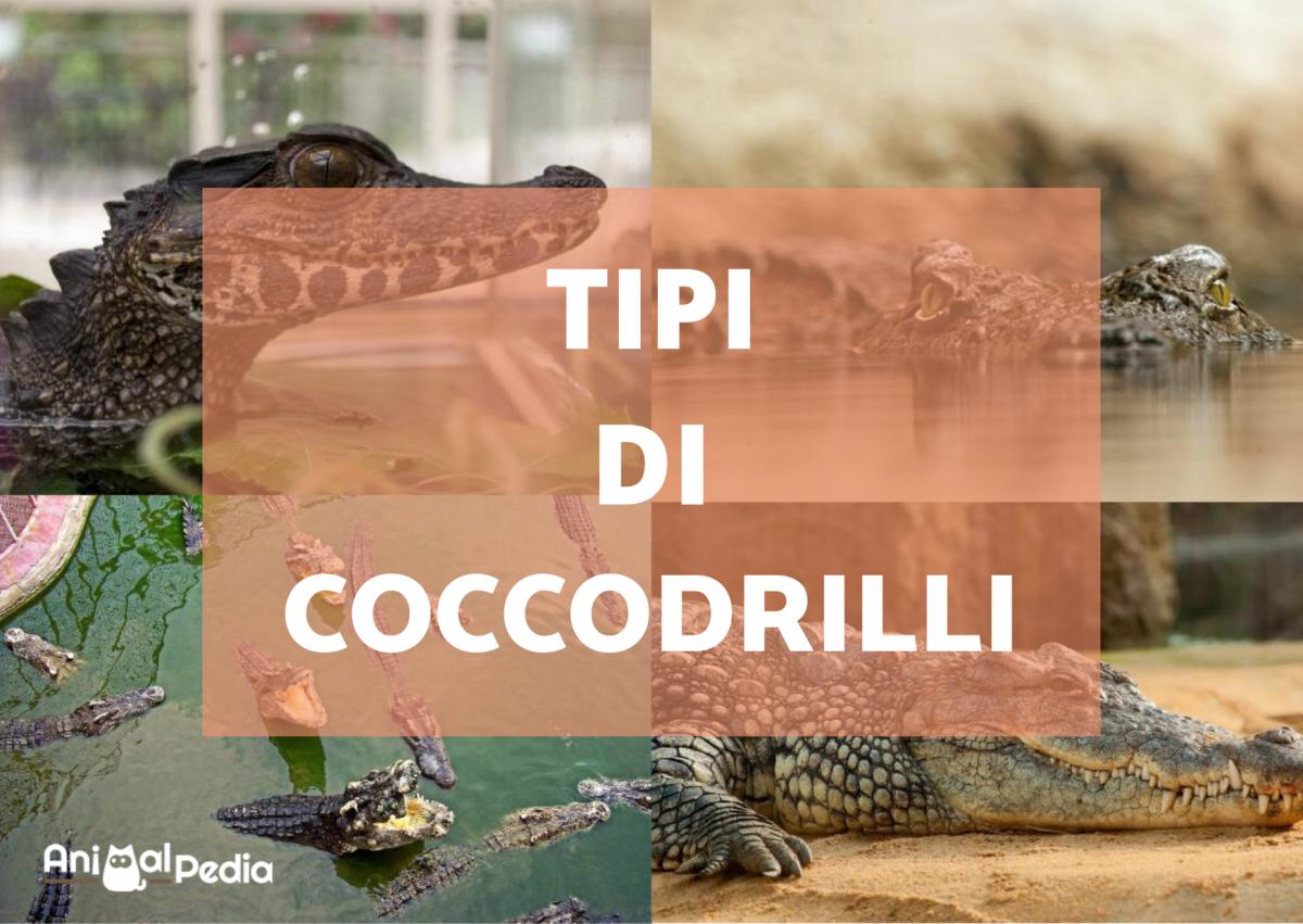 Tipi di coccodrilli: Caratteristiche, nomi ed esempi