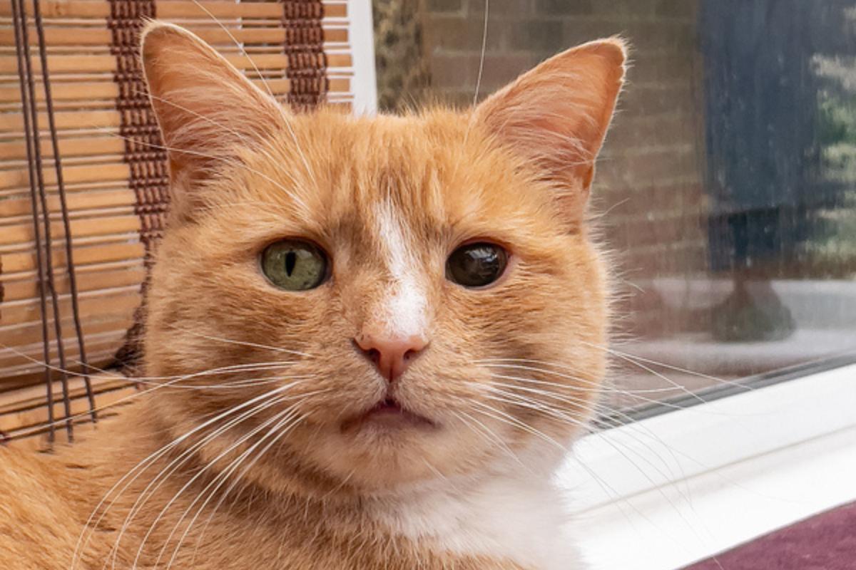 Anisocoria nel gatto: sintomi, cause e trattamento