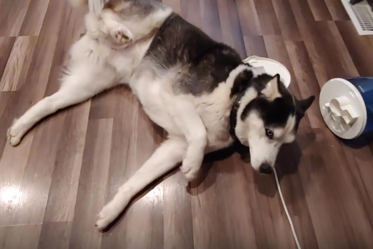 Convulsioni e crisi epilettiche nel cane: cause, sintomi e cosa fare