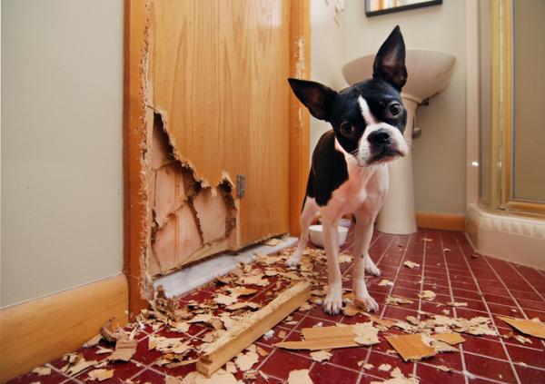 Come evitare che il cane morda i mobili