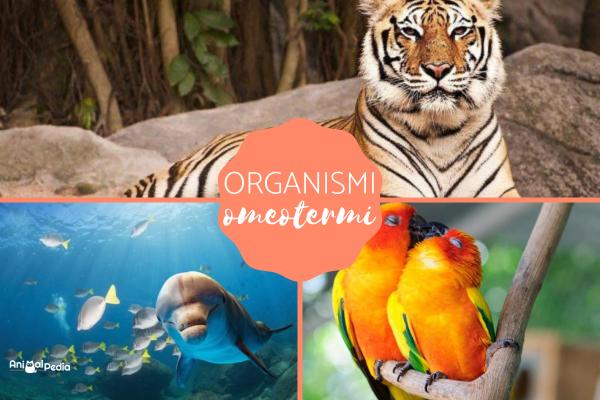 Omeotermi: Caratteristiche e significato