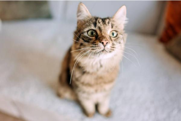 Tabella peso del gatto europeo: qual è il peso ideale?