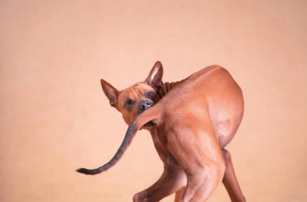Infezione alla coda del cane: sintomi e cura - Cura dell'infezione alla coda del cane