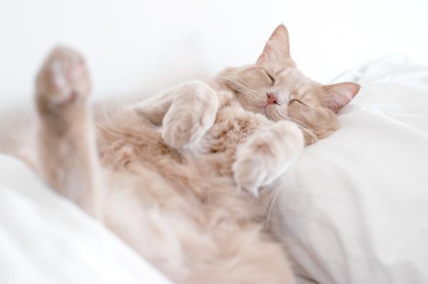 I gatti dormono di più in inverno?