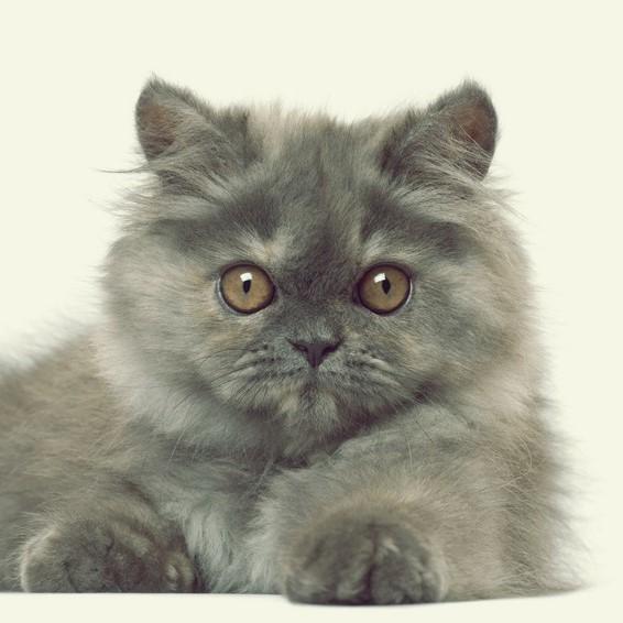 Immagini del gatto Persiano grigio