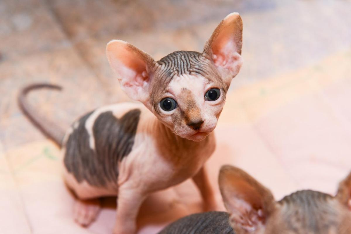 Nomi per gatti Sphynx