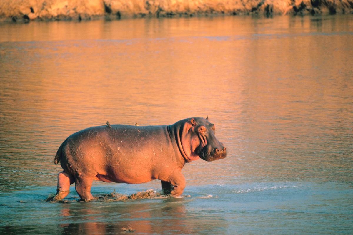 Quanto pesa un ippopotamo?