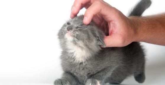 Perché il gatto sbatte la coda quando lo accarezzo?