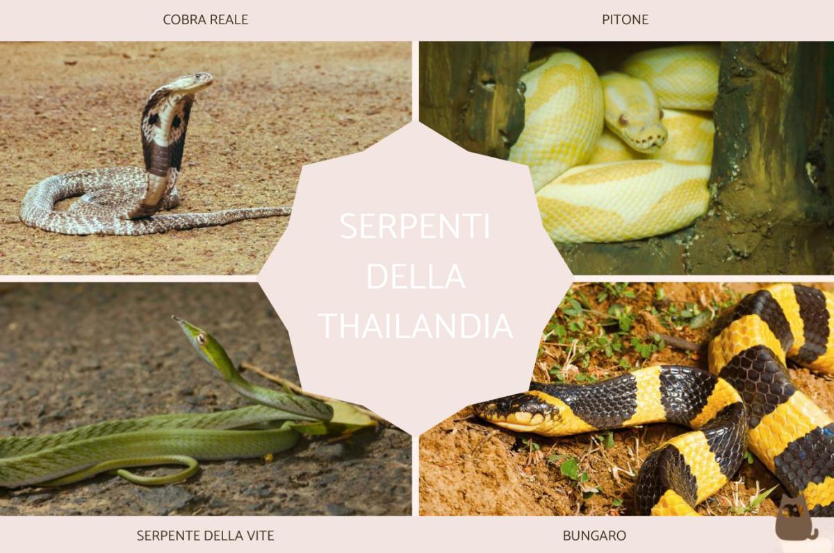Serpenti della Thailandia