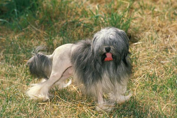 Cani di piccola taglia più affettuosi - 10. Piccolo cane leone
