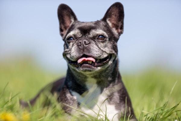Cani di piccola taglia più affettuosi - 1. Bulldog francese