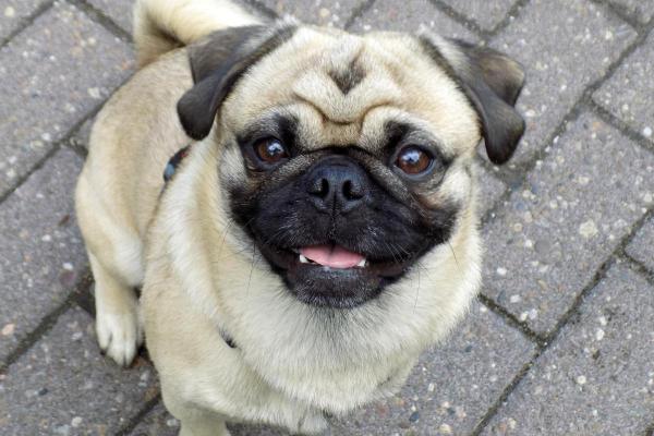 Cani di piccola taglia più affettuosi - 2. Pug o carlino