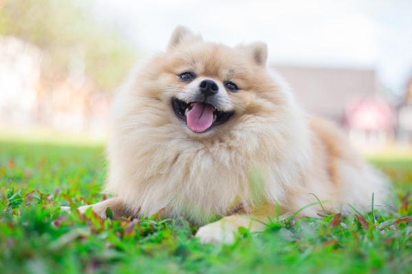Cani di piccola taglia più affettuosi - 3. Pomerania