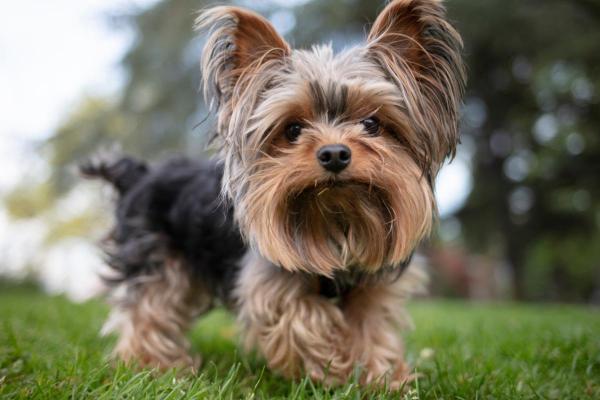 Cani di piccola taglia più affettuosi - 5. Yorkshire terrier