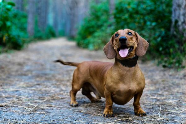 Cani di piccola taglia più affettuosi - 6. Bassotto tedesco