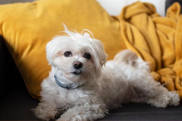 Cani di piccola taglia più affettuosi - 7. Maltese