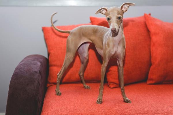 Cani di piccola taglia più affettuosi - 9. Piccolo levriero italiano