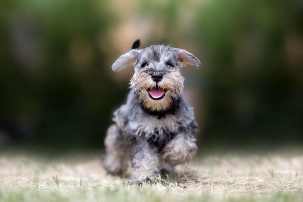 Cani di piccola taglia più affettuosi - Altre razze di cane di piccola taglia affettuose